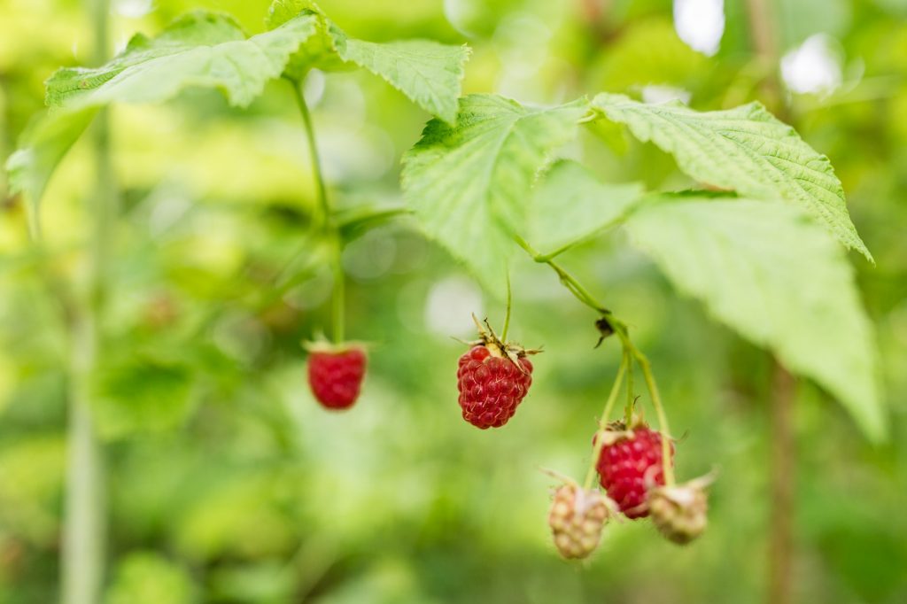 תוספי תזונה פטל