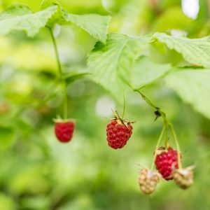 תוספי תזונה פטל