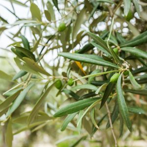 תמצית עלי זית