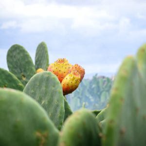 תמצית פרחי צבר וסברס