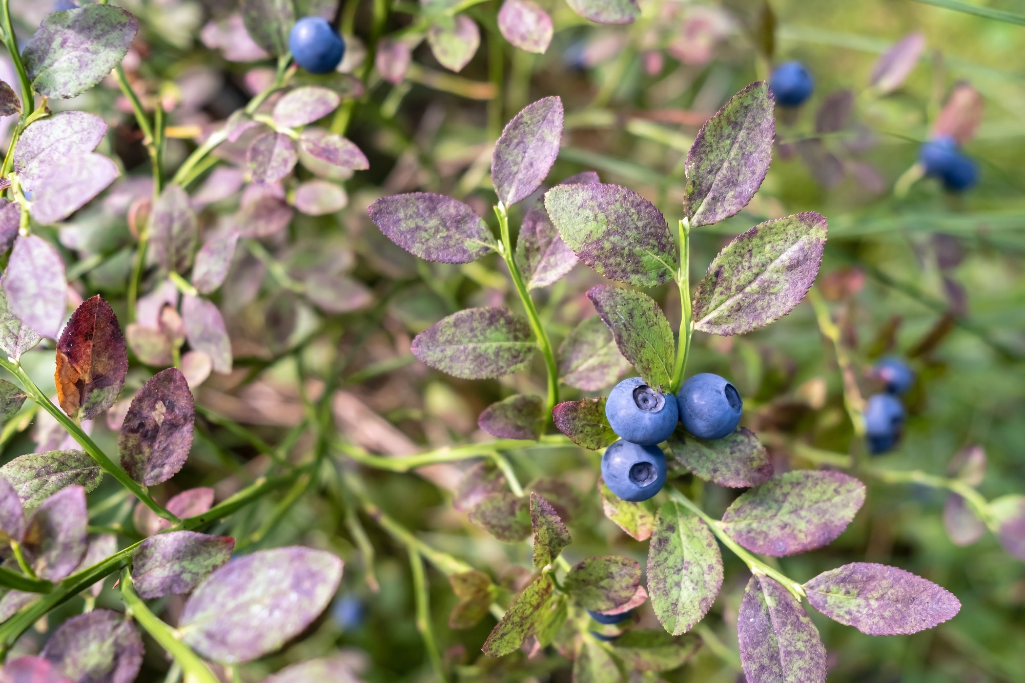 תמצית פרי אוכמניות